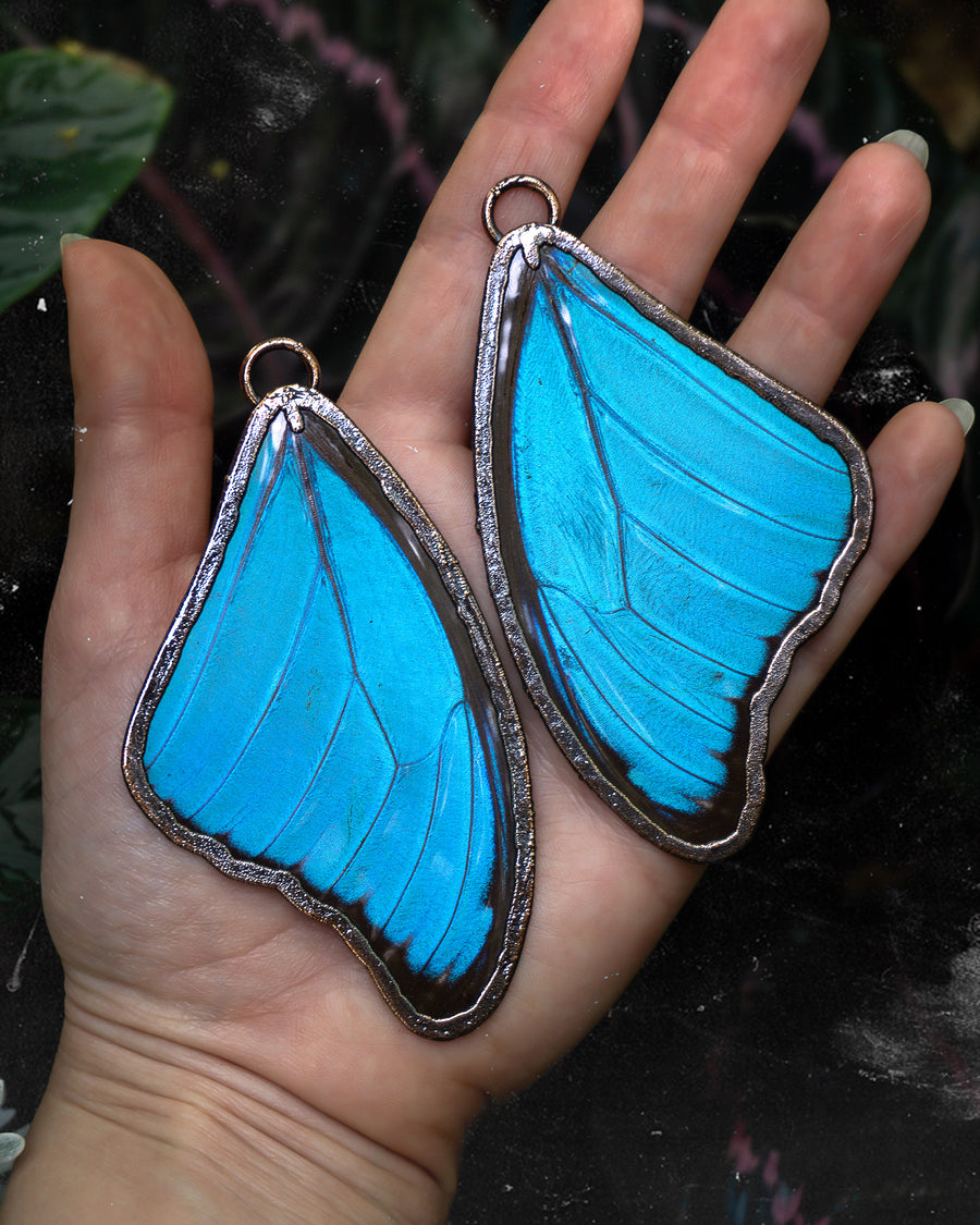 Large Blue Morpho
